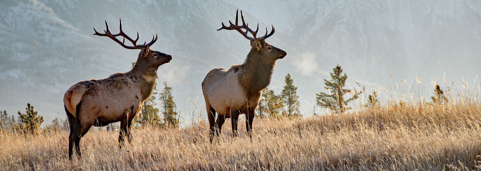 Two bull elk, Banff