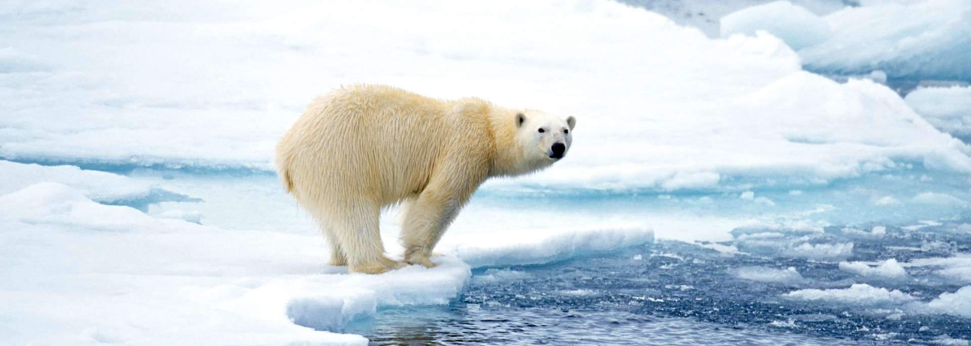 Polar bear in Arctic Canada