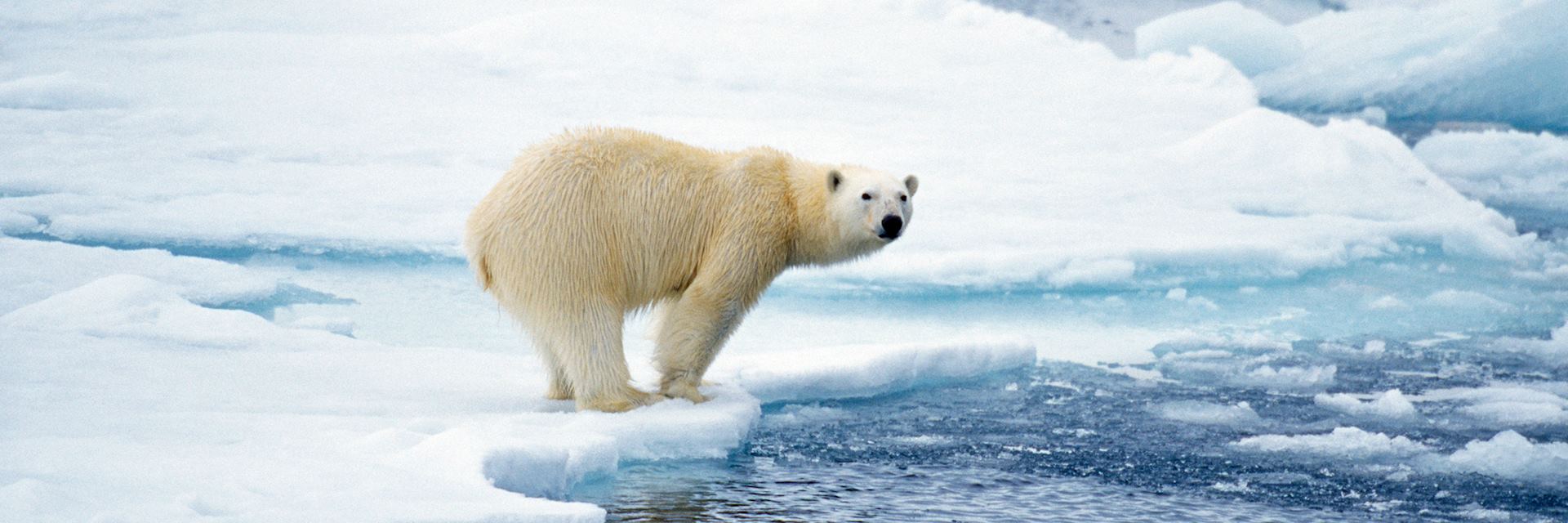 Polar bear in Arctic Canada