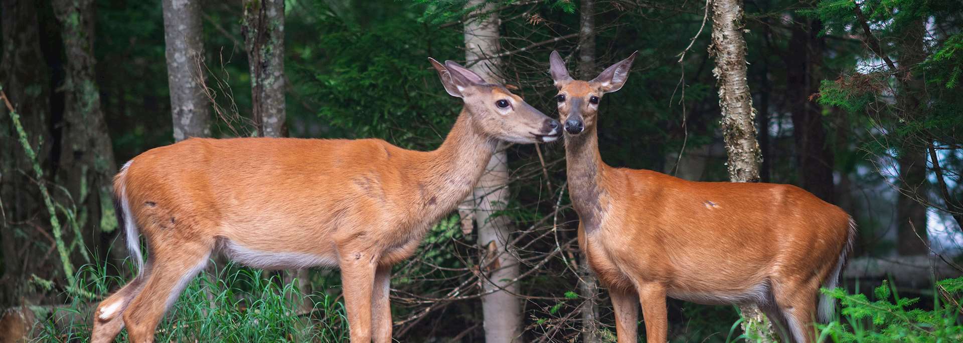 White-tailed deer on Anticosti Island