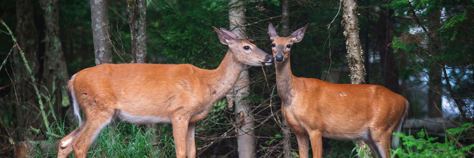 White-tailed deer on Anticosti Island