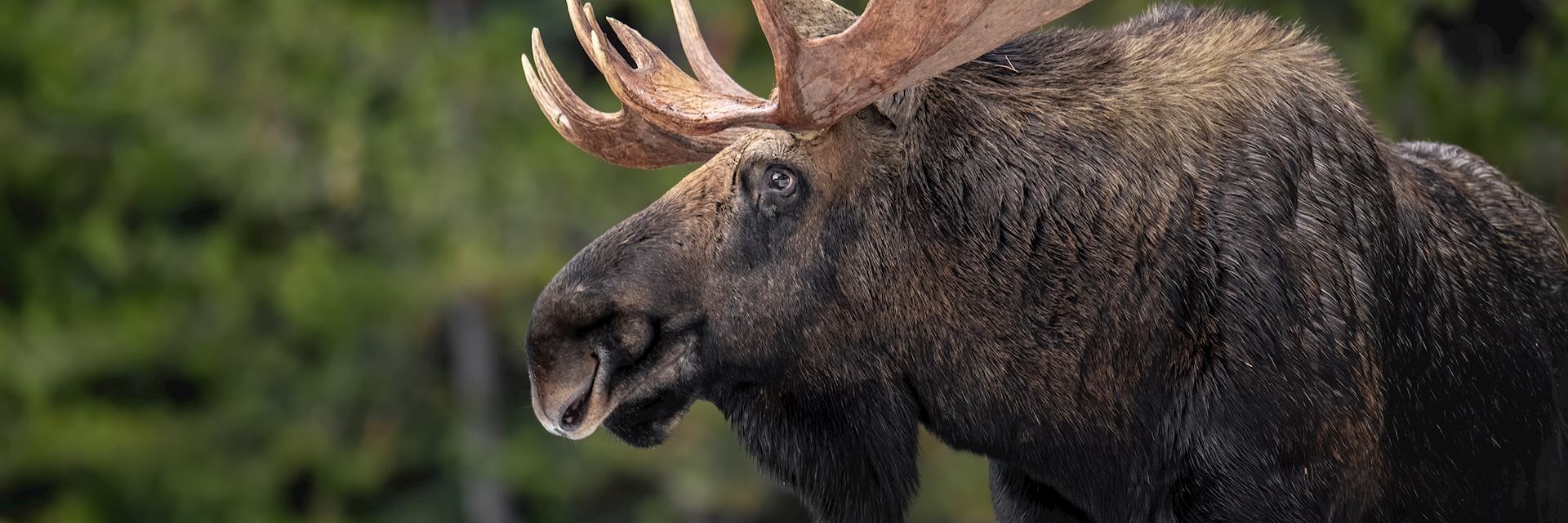 Moose in Wood Buffalo National Park, Alberta