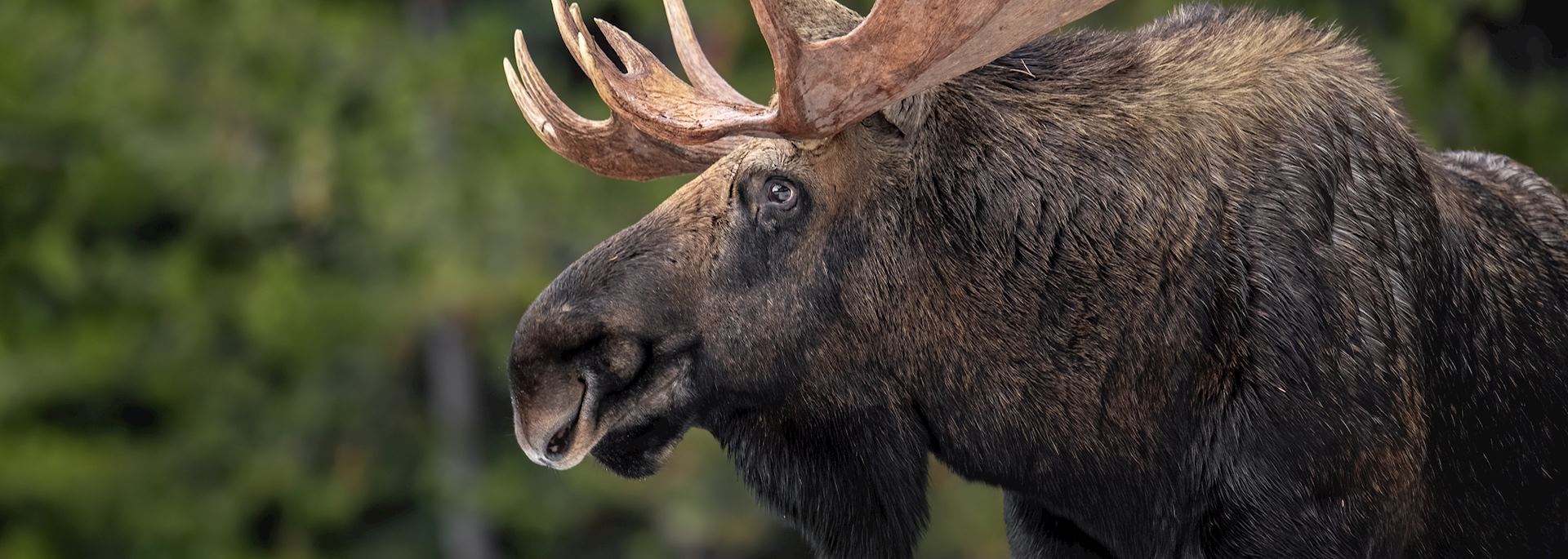 Moose in Wood Buffalo National Park, Alberta