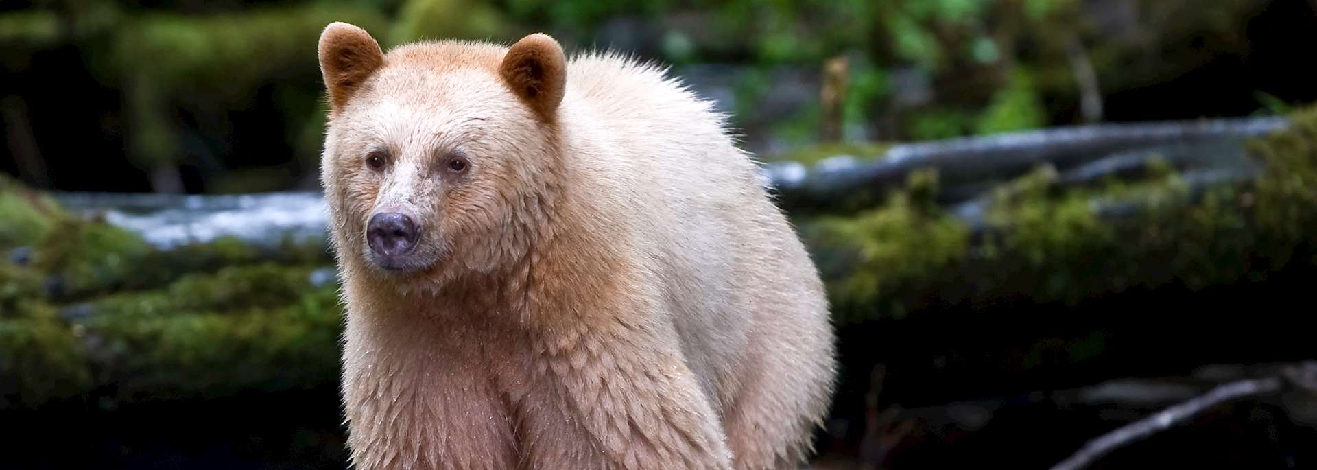 Kermode bear, Princess Royal Island