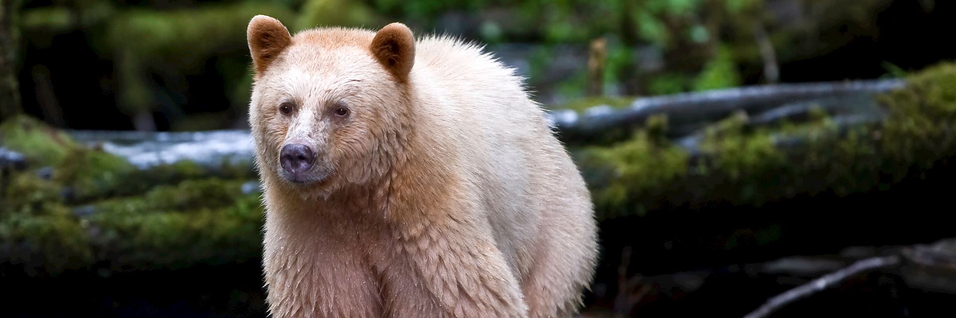 Kermode bear, Princess Royal Island