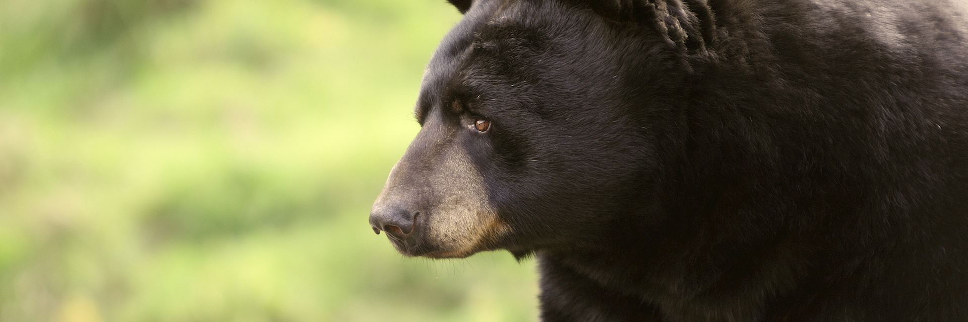 Black bear in Mastigouche Wildlife Reserve