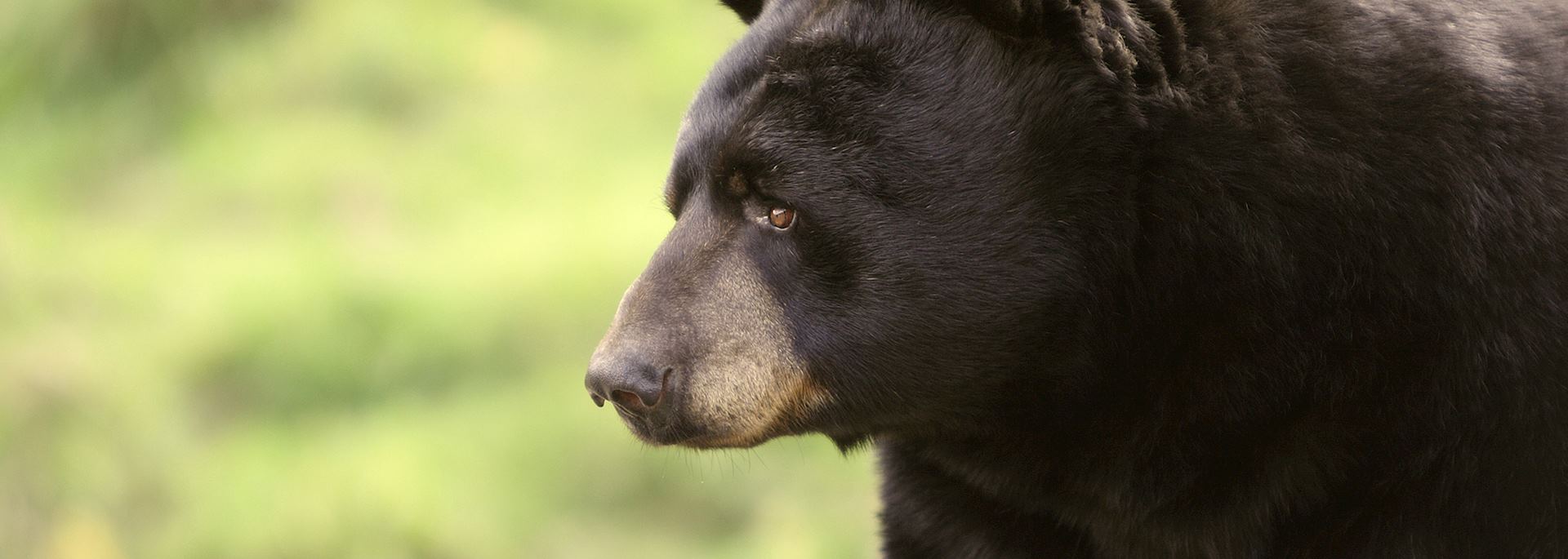 Black bear in Mastigouche Wildlife Reserve