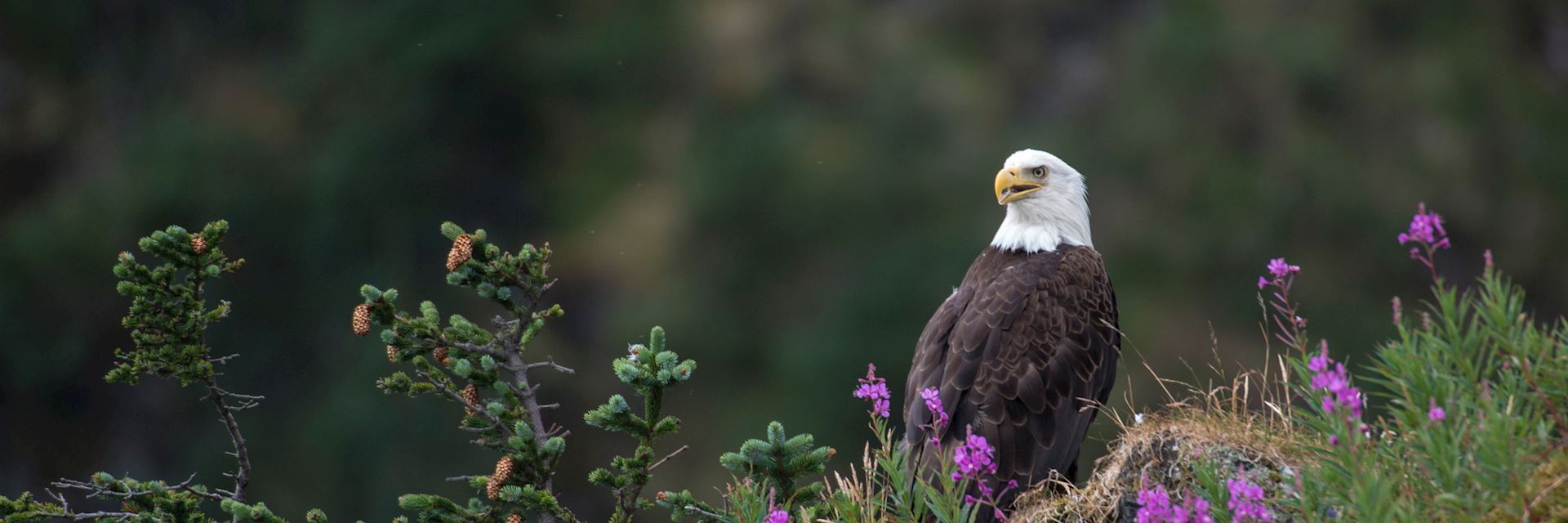 Bald eagle, Terra Nova National Park
