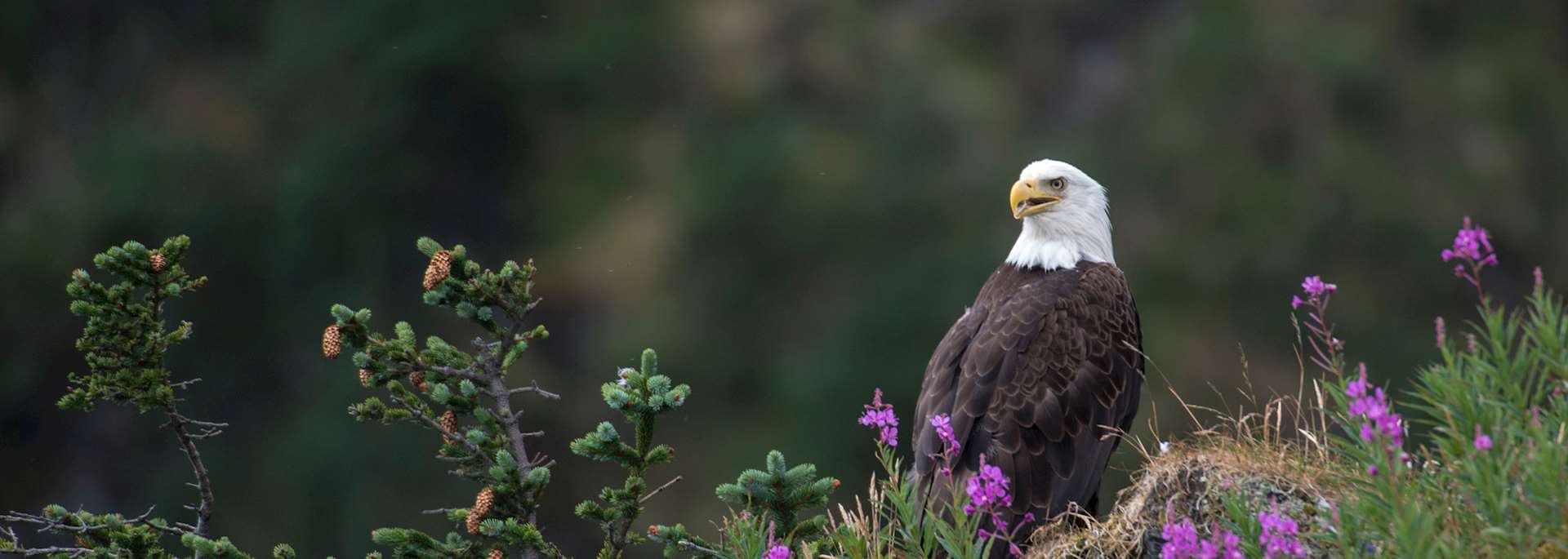 Bald eagle, Terra Nova National Park