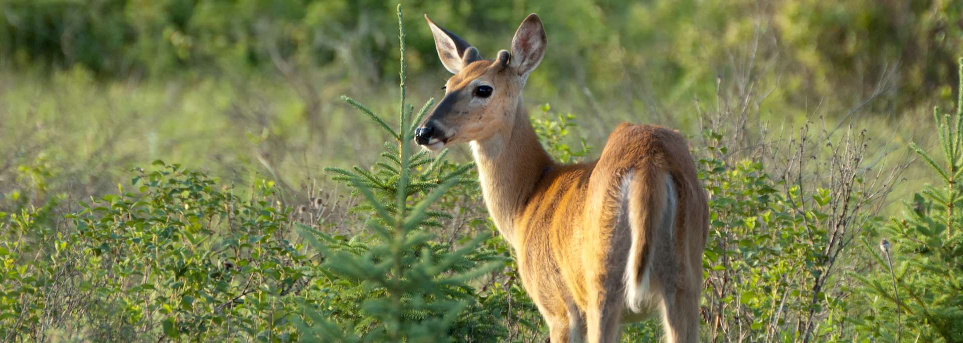 White-tailed deer in Riding Mountain National Park