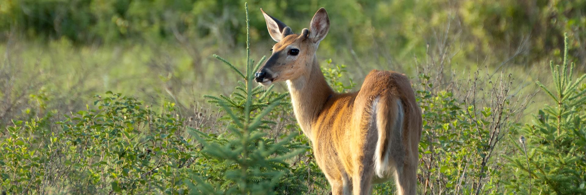 White-tailed deer in Riding Mountain National Park