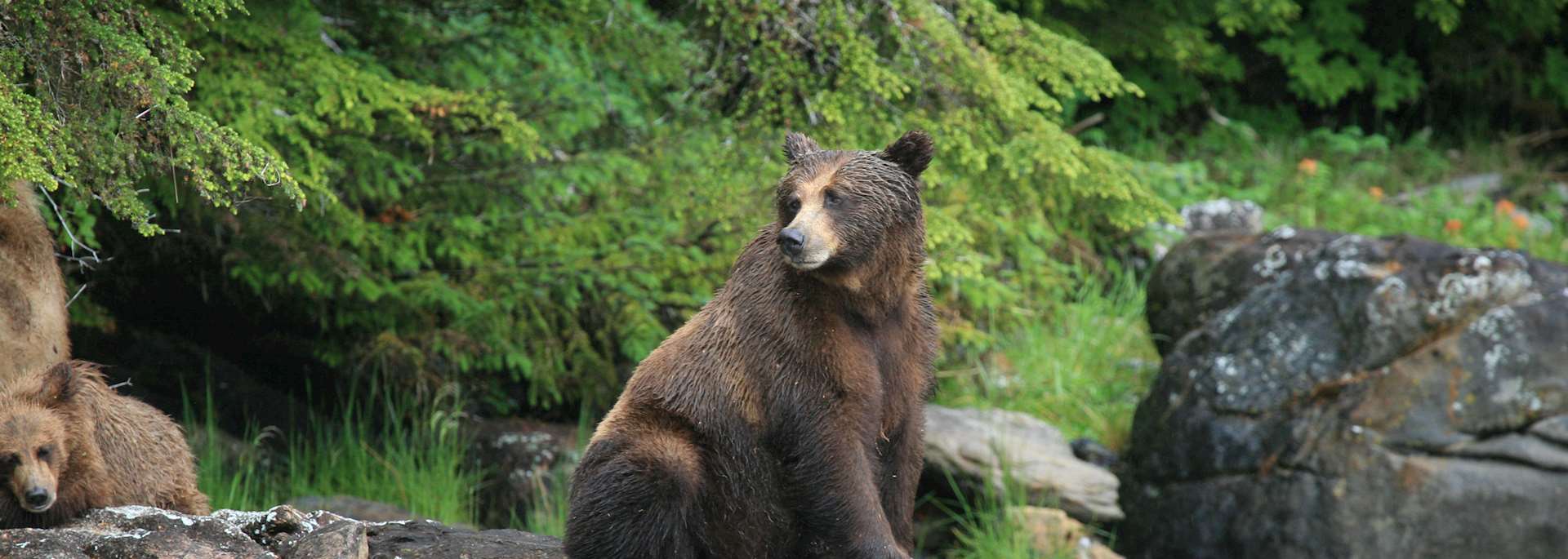 Grizzly bear, Prince Rupert