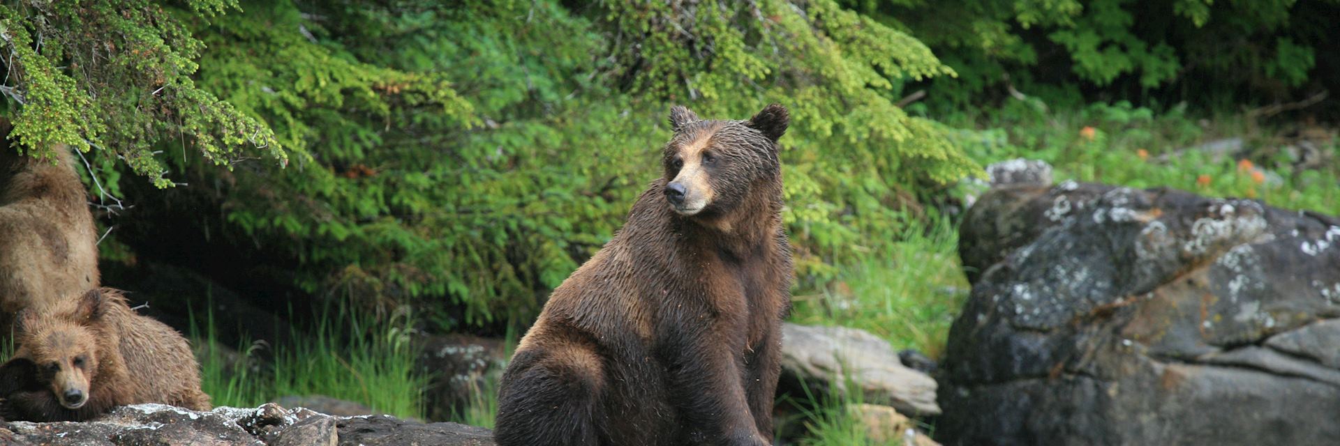 Grizzly bear, Prince Rupert