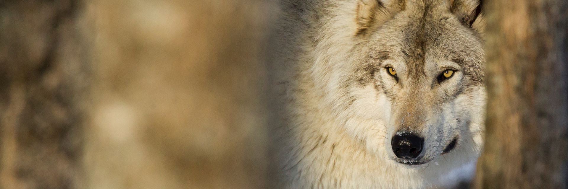 Grey wolf in Haliburton