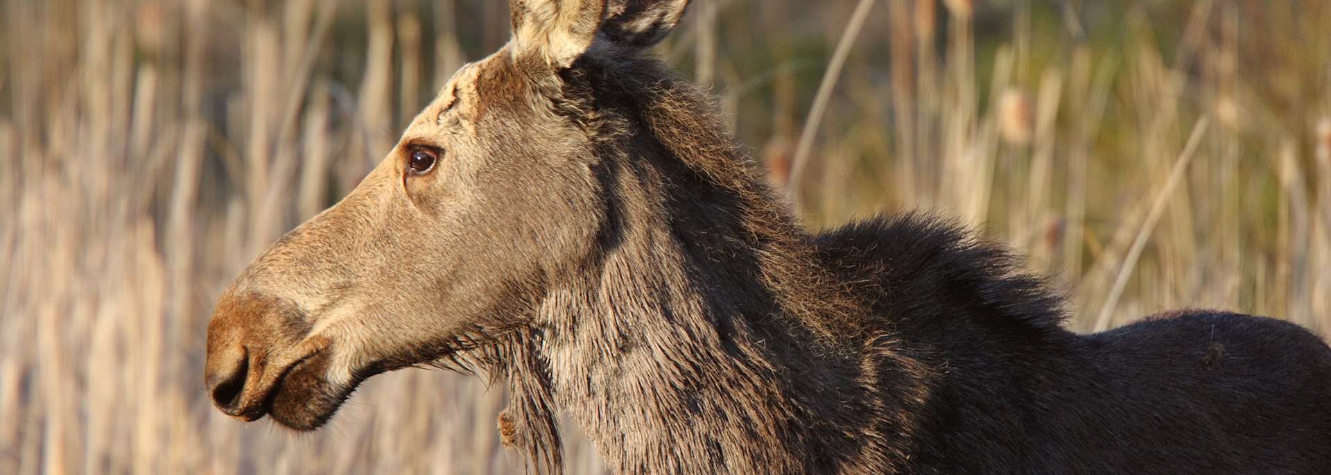 Moose on Hecla Island