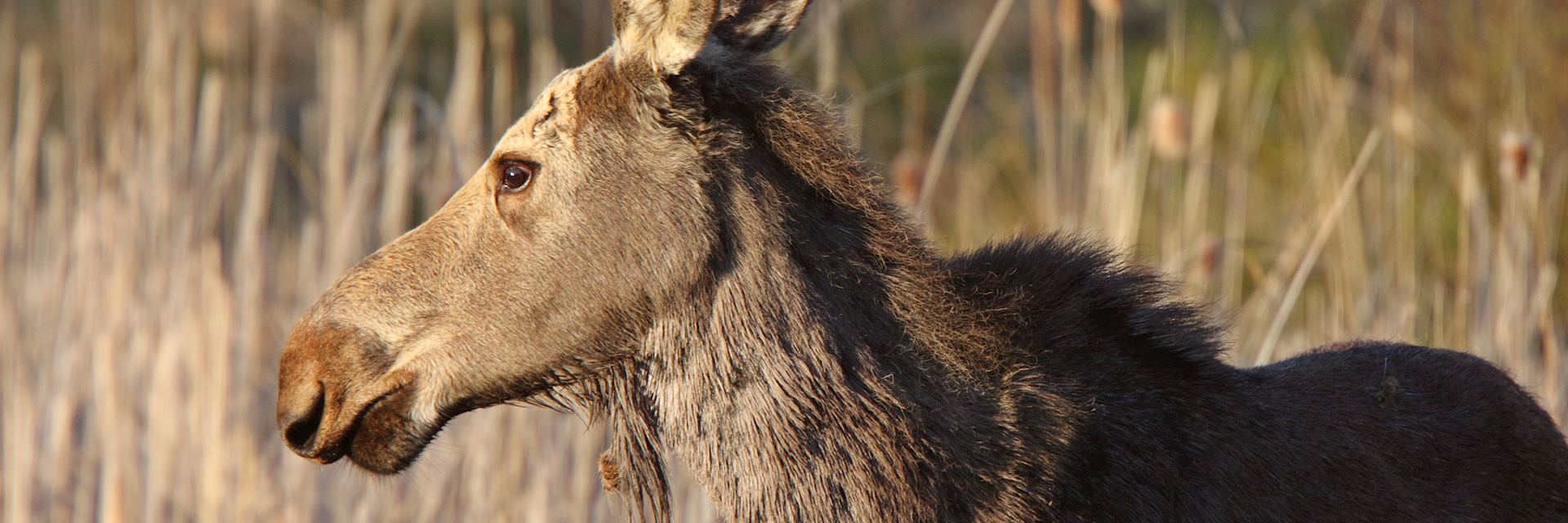 Moose on Hecla Island