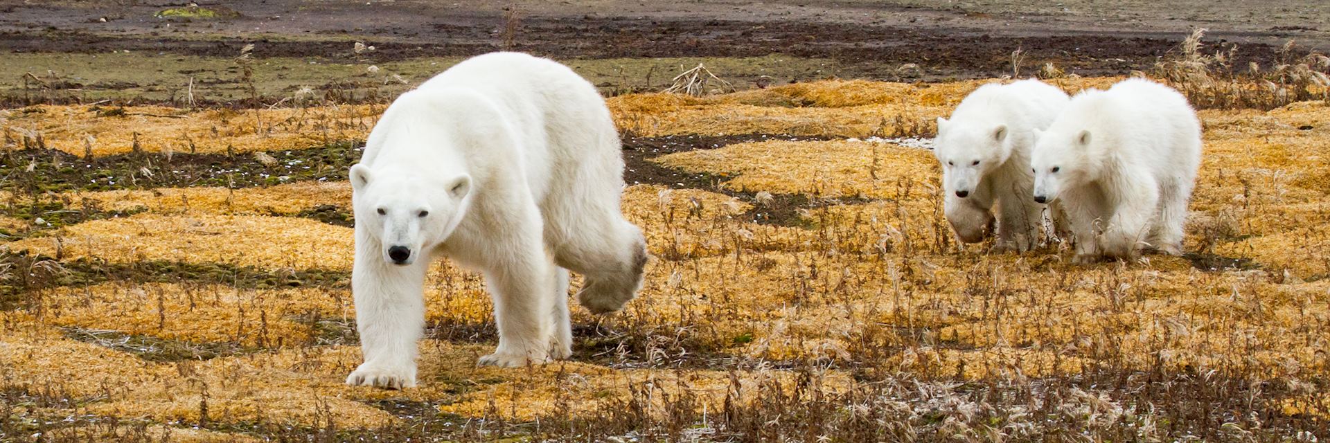 Polar bears in Churchill, Manitoba 