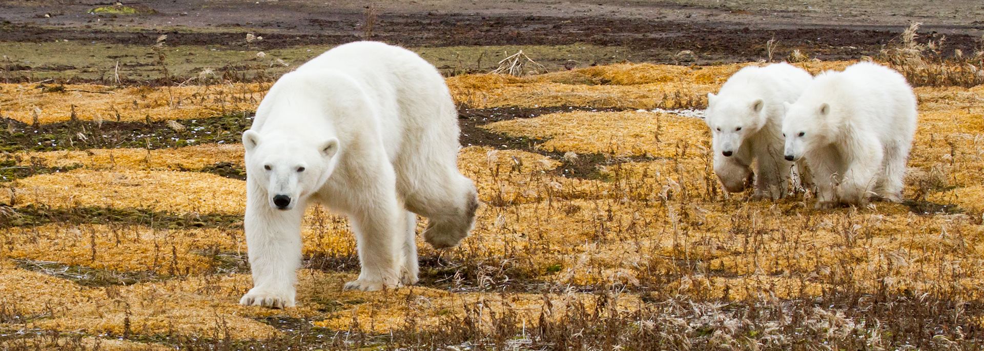 Polar bears in Churchill, Manitoba 