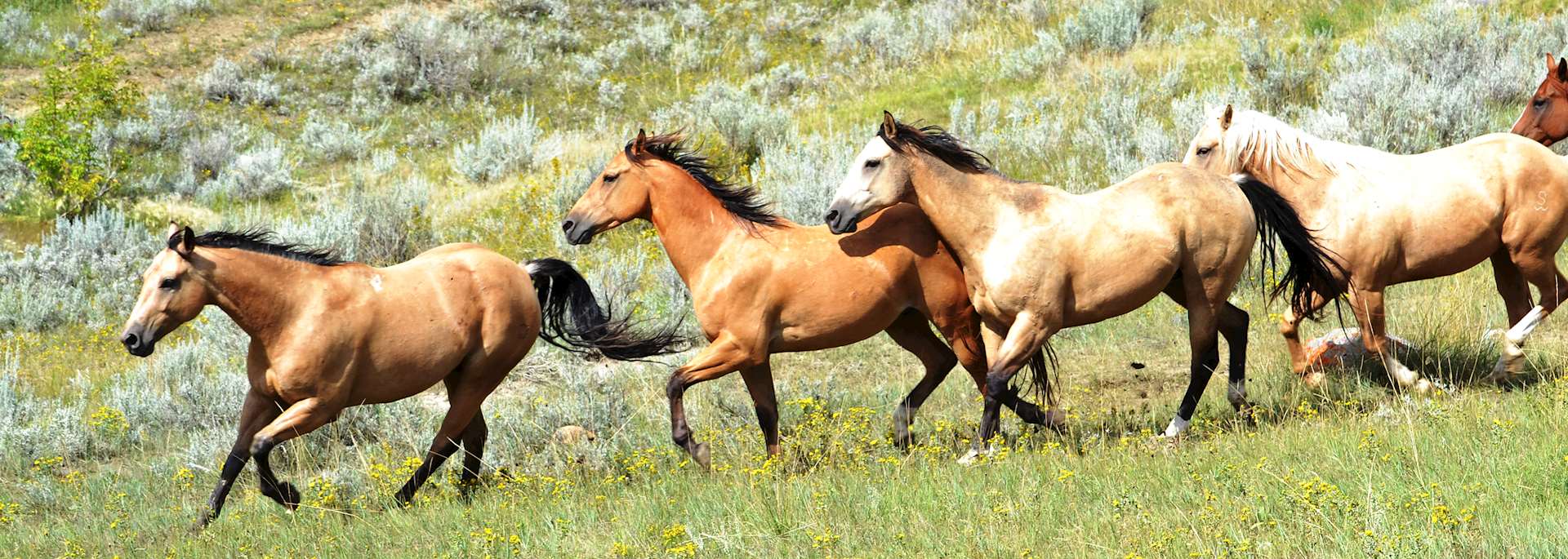 La Reata Ranch, Kyle