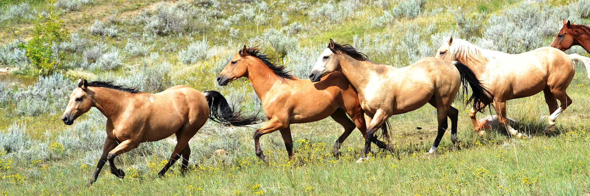 La Reata Ranch, Kyle