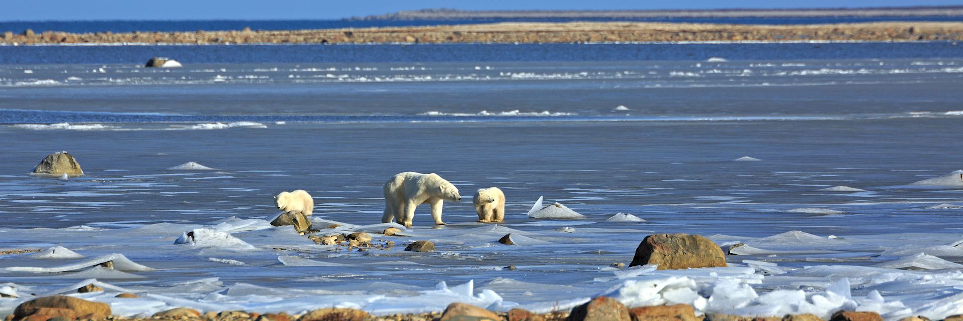 Polar bears in Churchill