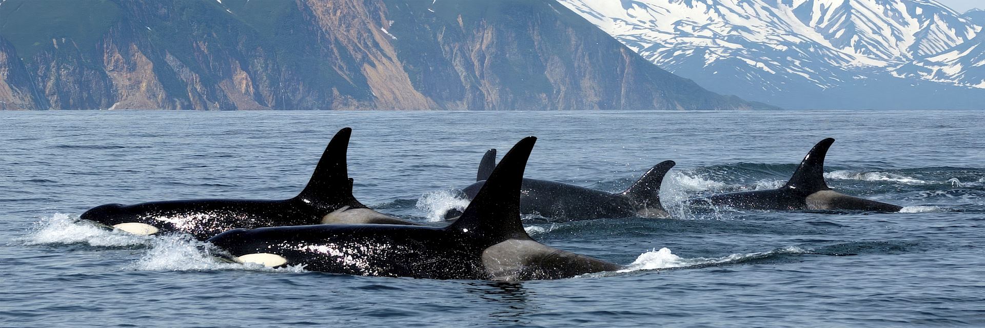 Orca, Vancouver Island