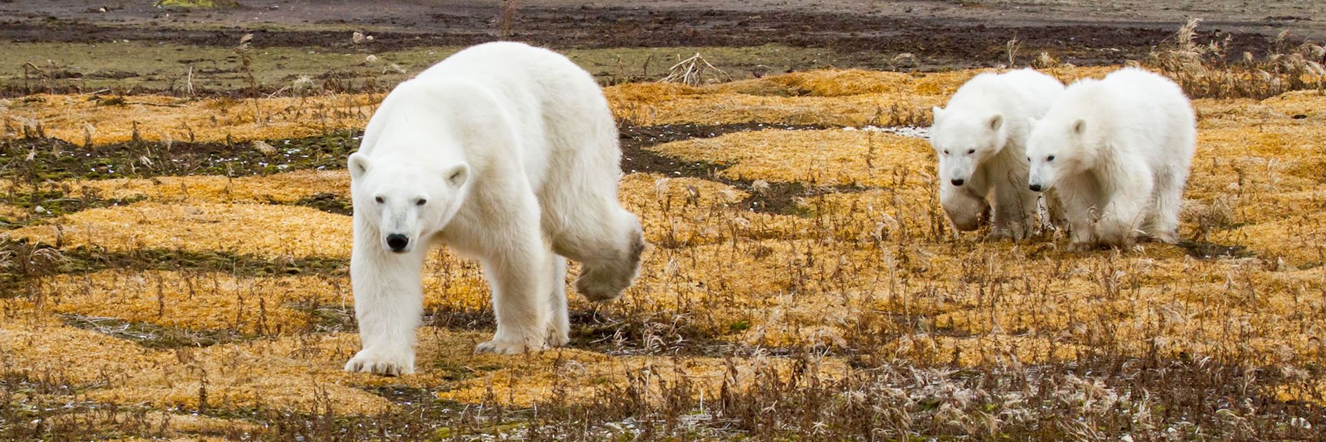 Polar bears in Churchill, Manitoba