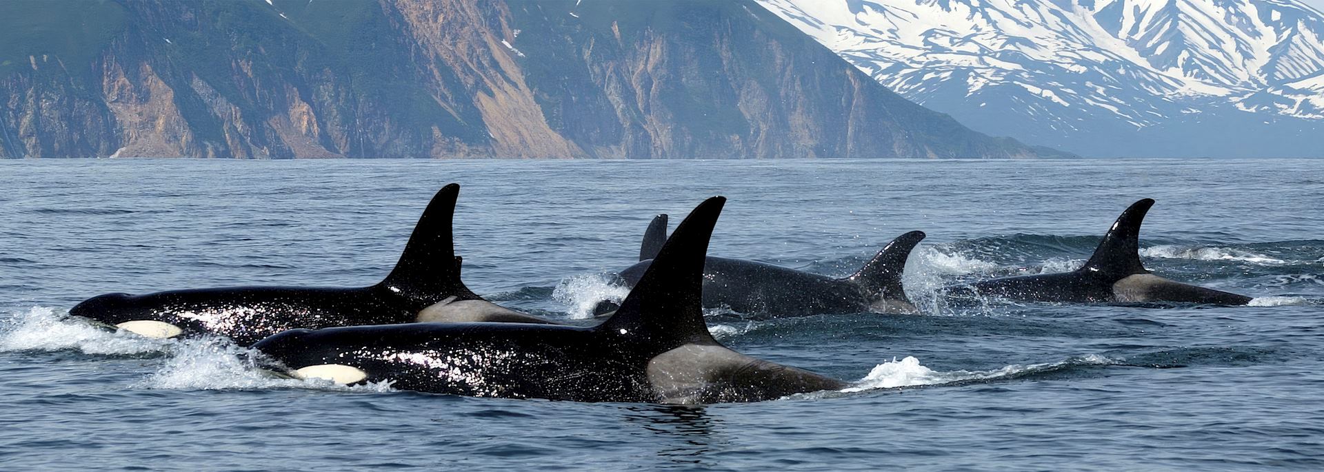 Orca, Vancouver Island