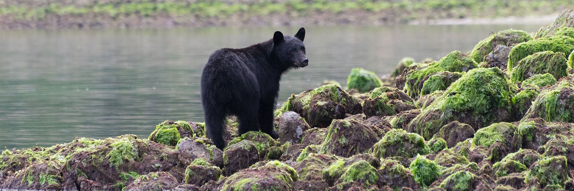 Black bear in Tofino