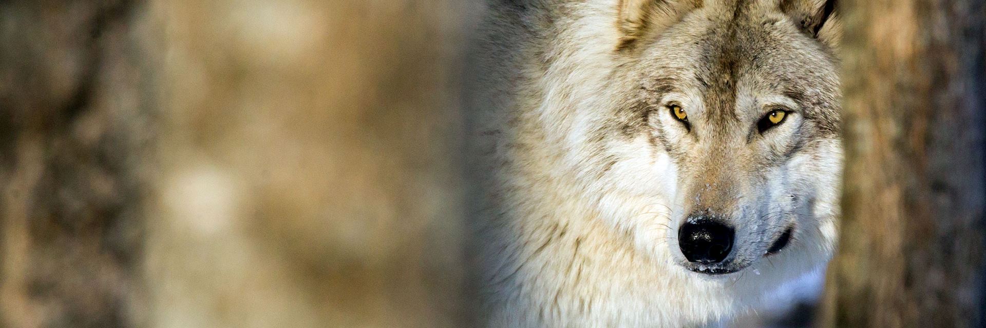 Grey Wolf, Ontario