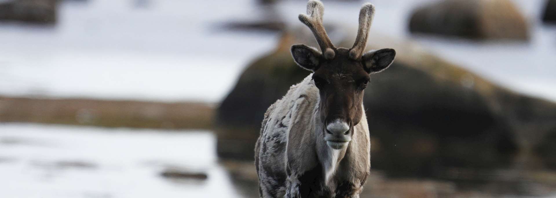 Qamanirjuaq caribou