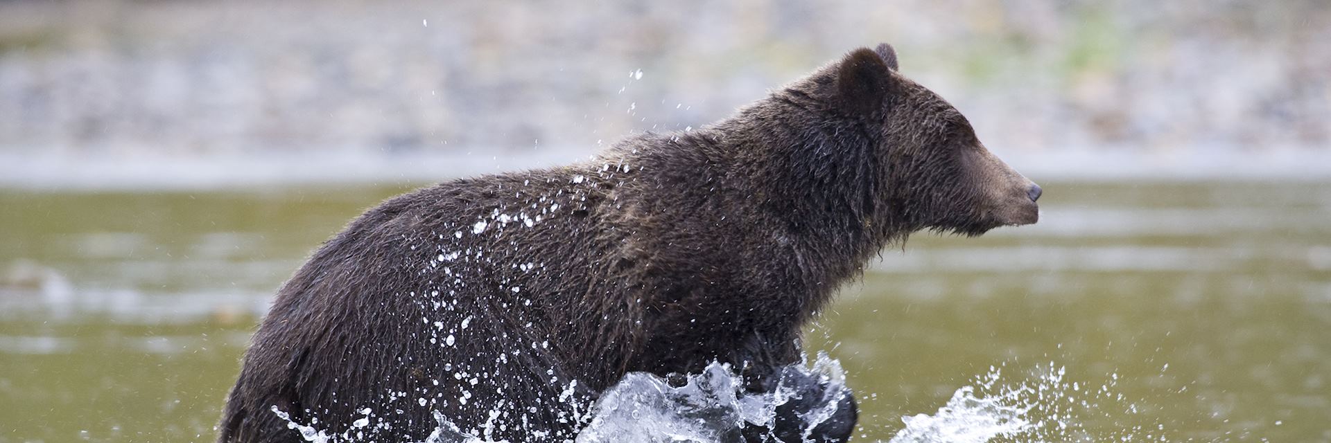 Grizzly bear, Yoho National Park, Canada