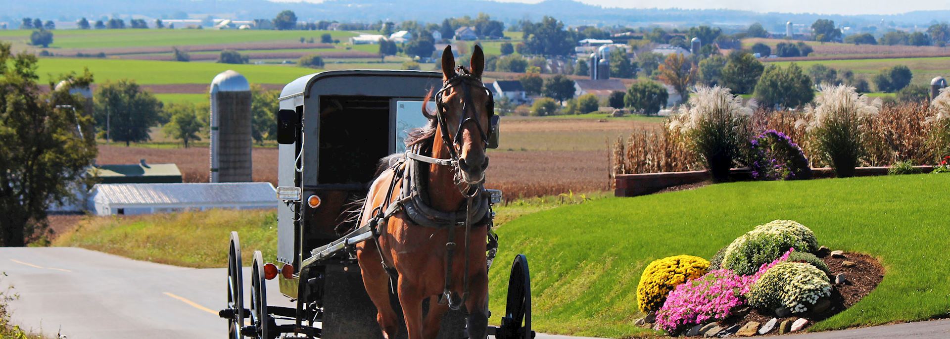 Amish horse drawn carriage