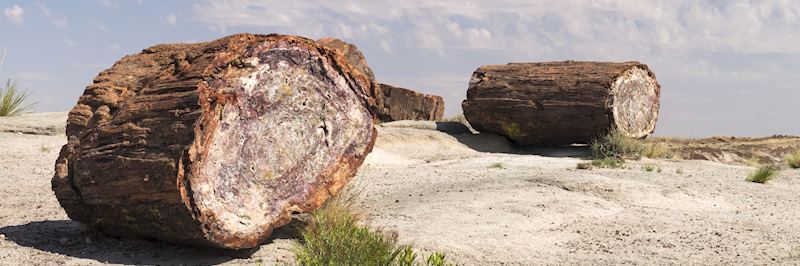 Petrified Forest National Park