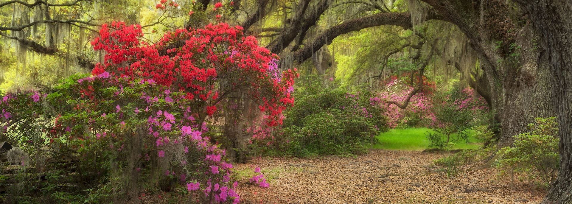 Magnolia Plantation and Gardens, Charleston