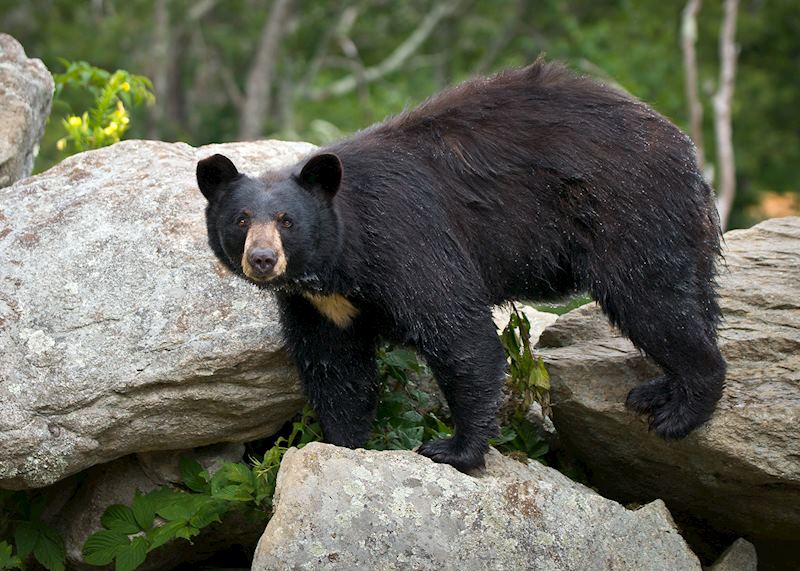 Black bear, Great Smoky Mountains National Park