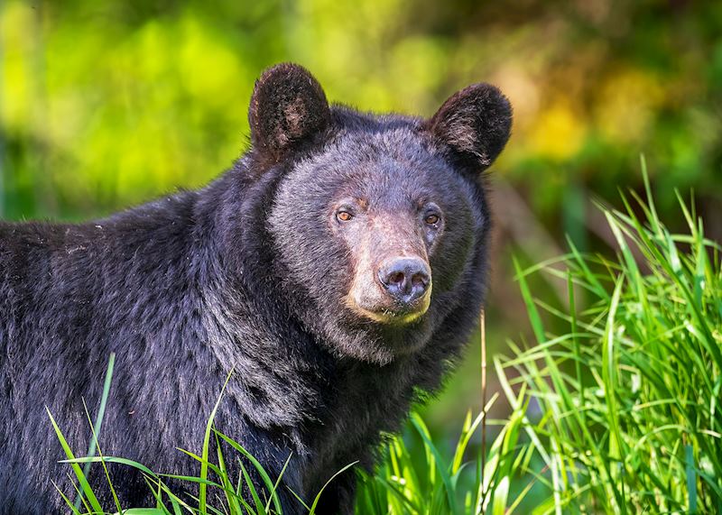 Black bear, Great Smoky Mountains, Tennessee