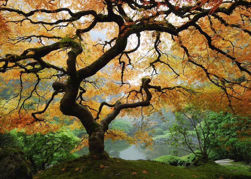 Hoyt Arboretum, Portland