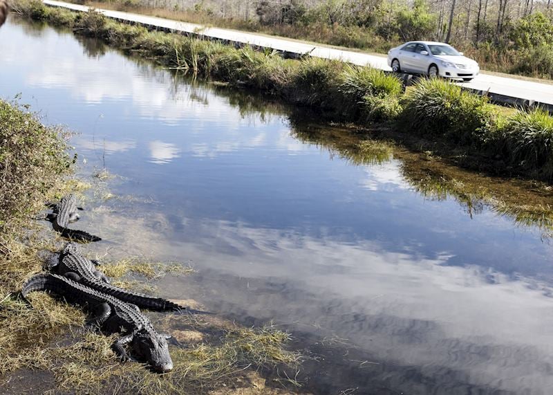 Alligators in the Florida Everglades