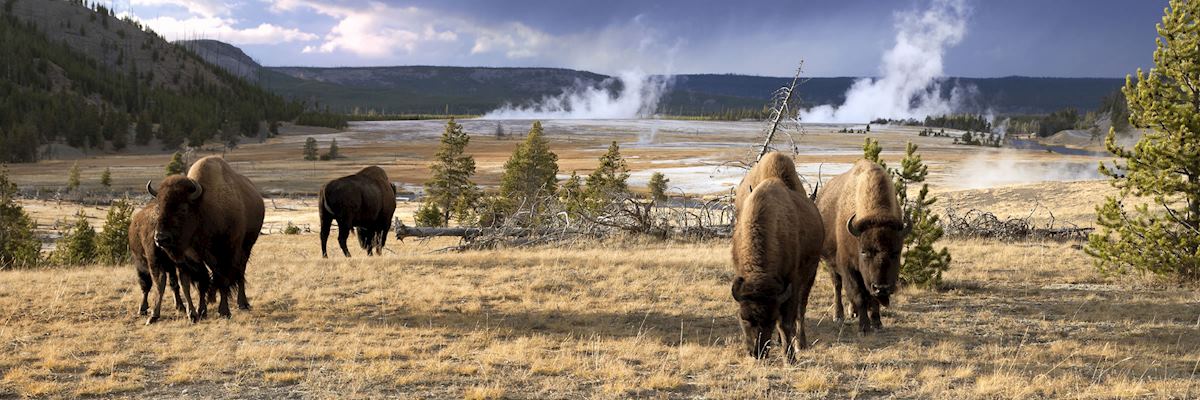 Bison grazing in Yellowstone National Park Bison grazing in Yellowstone National Park