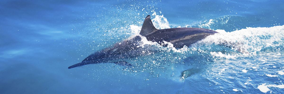 The coastal waters of Hawaii are ideal for dolphin spotting The coastal waters of Hawaii are ideal for dolphin spotting