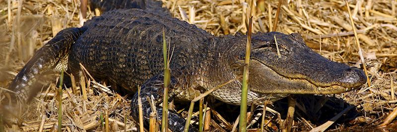 Alligator in Louisiana's swampland