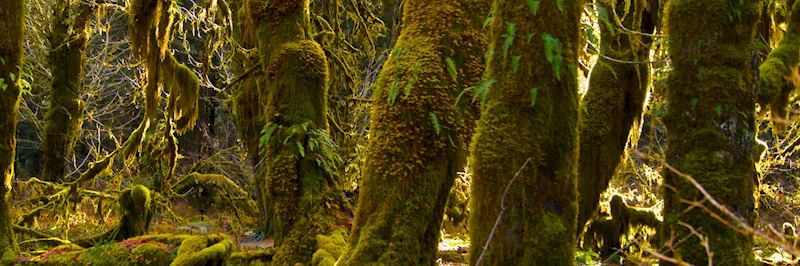Hoh Rainforest, Olympic National Park