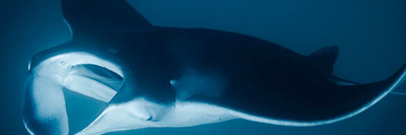 Manta ray