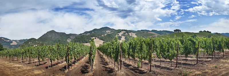 Vineyard in the Sonoma Valley