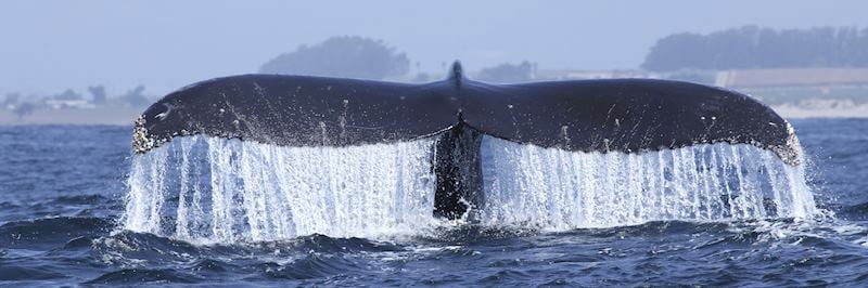 Monterey Bay
