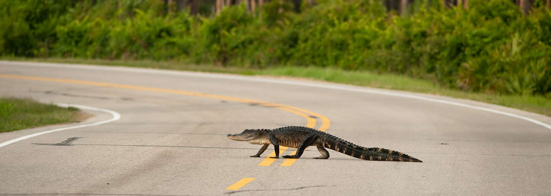 Alligator crossing the road, Florida
