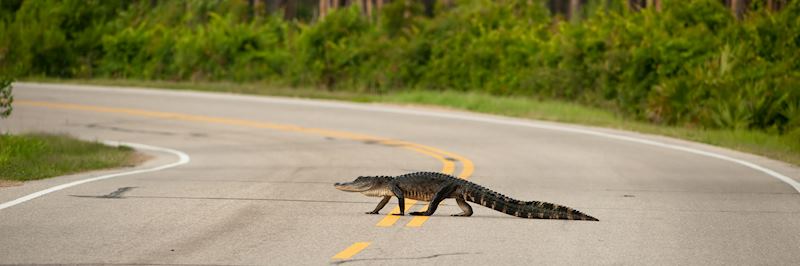 Alligator crossing the road, Florida