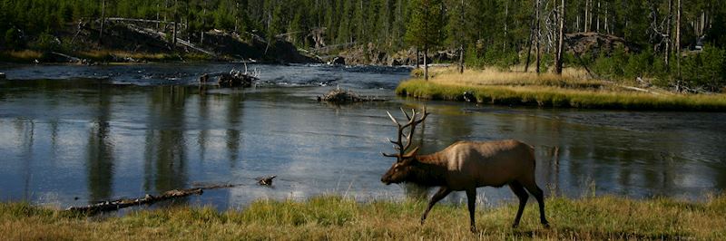 Elk grazing within Yellowstone's northern loop 