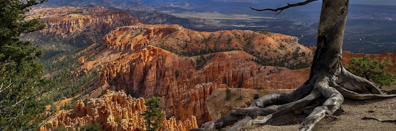 Limestone hoodoos in Bryce Canyon National Park